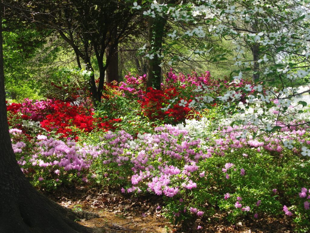 Azalea Festival Banner Auction Muskogee Chamber of Commerce